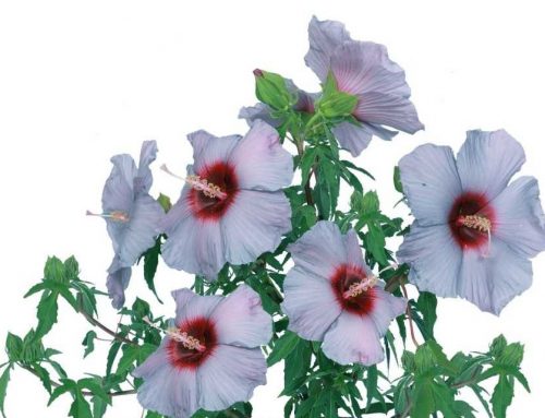 Summer Spice Perennial Hibiscus