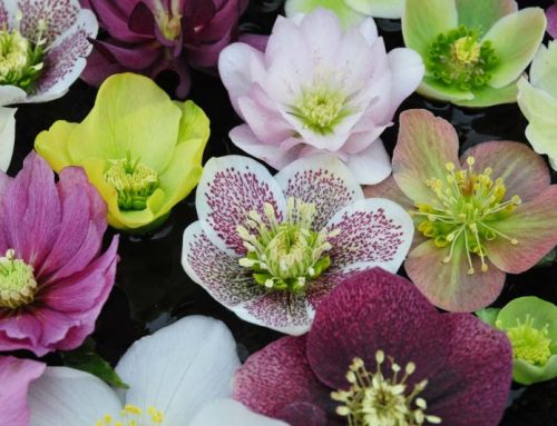 All About Hellebores