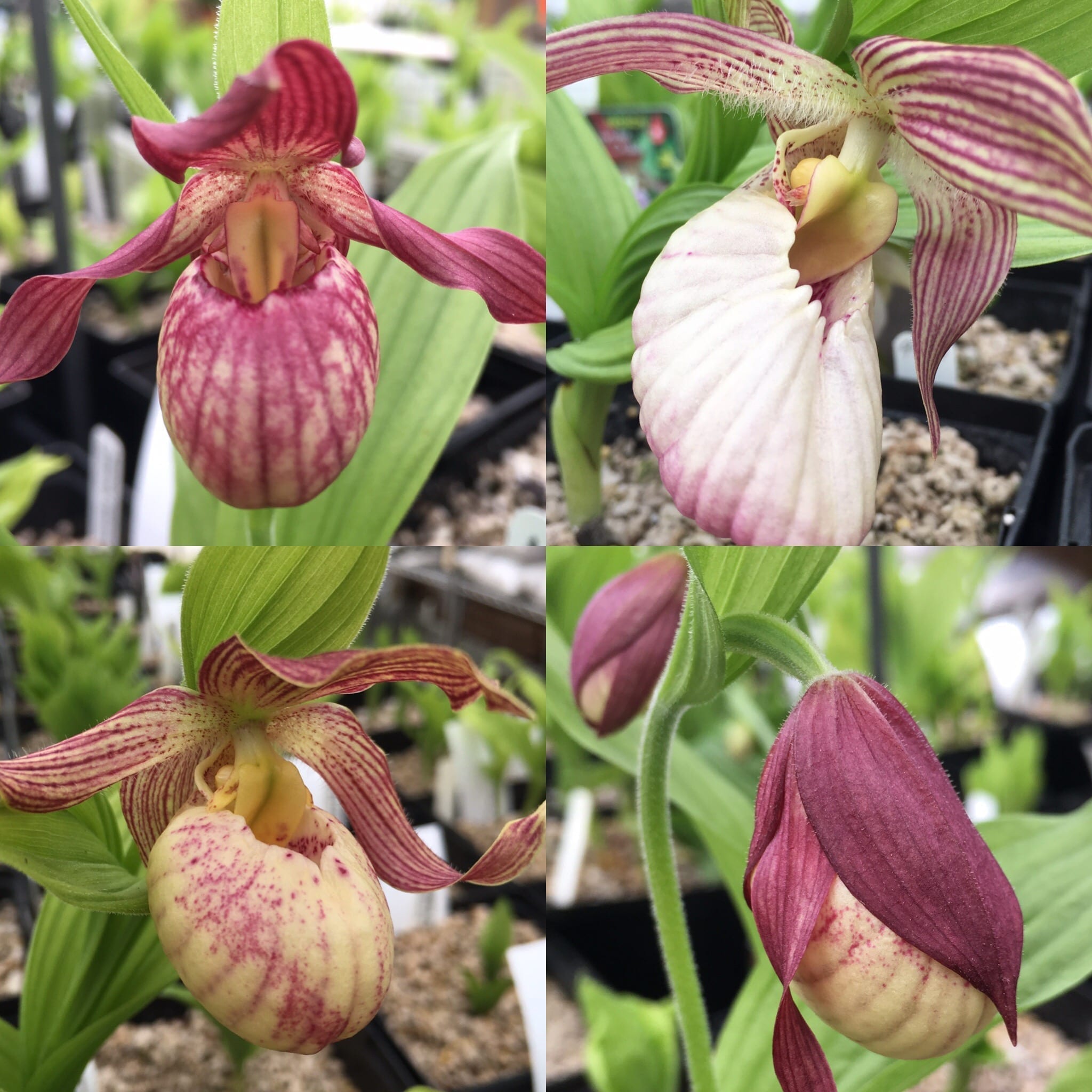 Cypripedium-collage