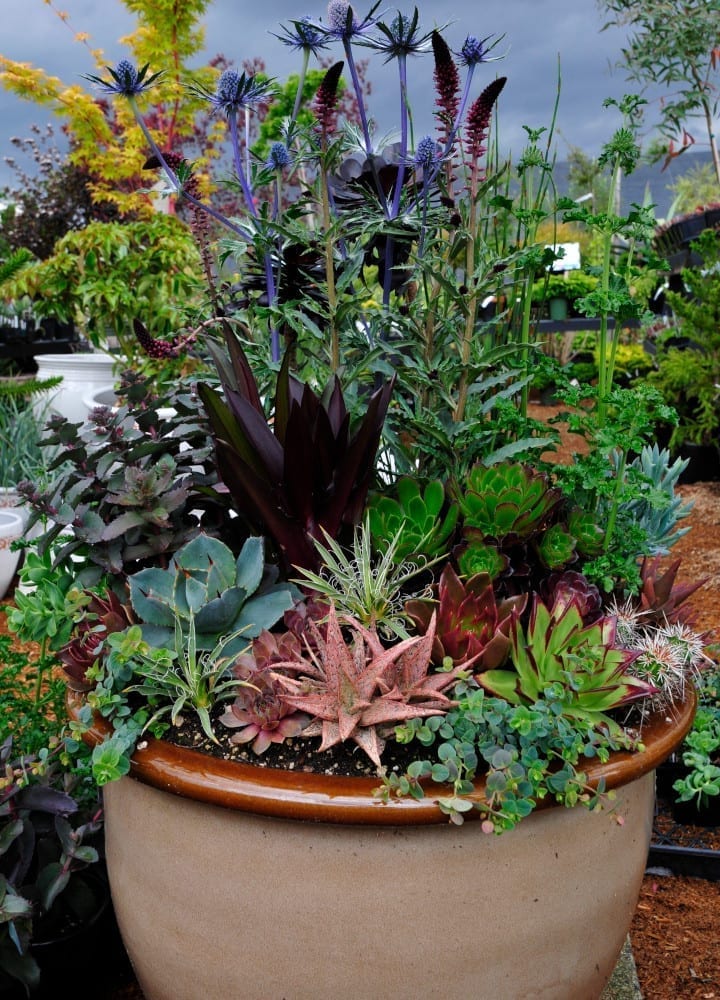 A bouquet of plants and flowers