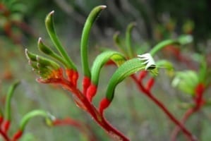 Close-up of a flowering plant