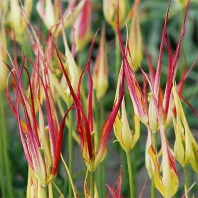 Tulipa acuminata