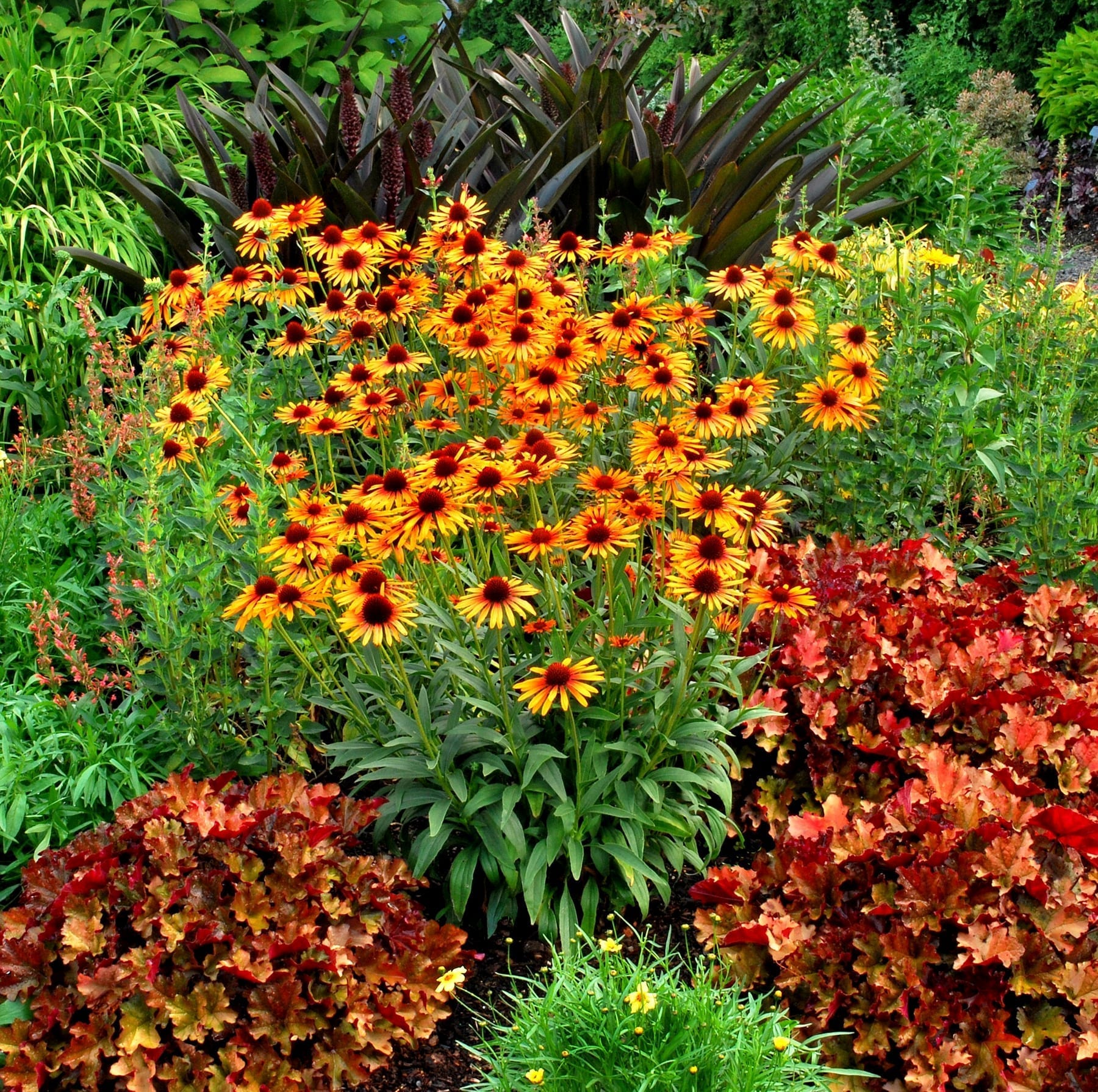 Enchinacea Flame Thrower