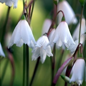 Leucojum autumnale ‘September Snow’