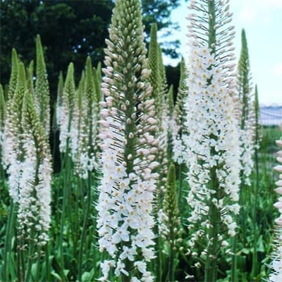 Eremurus 'Joanna'