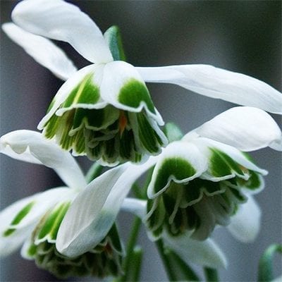 Galanthus ‘Dionysus’