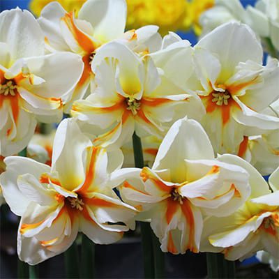Narcissus 'Trepolo'