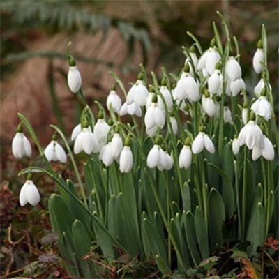 Galanthus elwesii