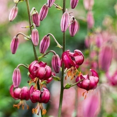 Lilium martagon New Dark Purple has luscious, glowing, shiny, purple-red turks cap-type flowers.