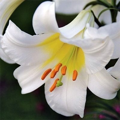 Lilium regale - Phoenix Perennials