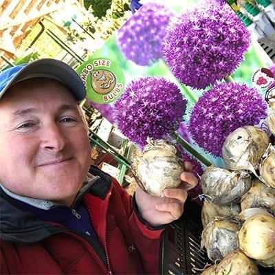 Allium 'Ambassador'