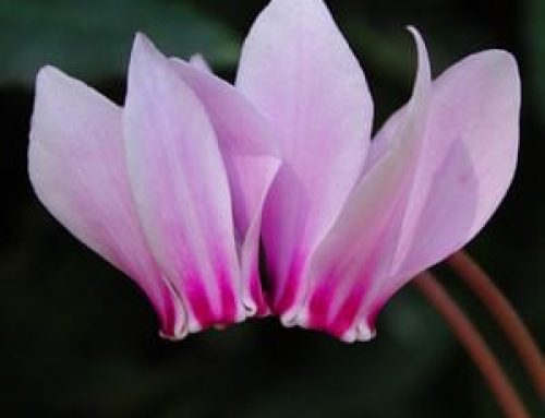 Hardy Cyclamen