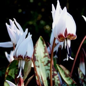 Erythronium dens-canis 'Snowflake' has beautiful burgundy-mottled foliage that gives rise to red stems and nodding, white, lily-like flowers in spring.