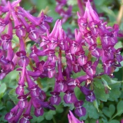Corydalis solida 'Purple Bird' has warm purple flowers atop delicate bluish-green foliage in spring.
