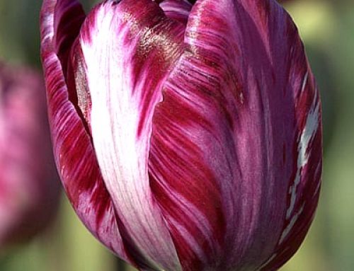 Broken Tulips: Grow the Fabled Bulbs that Inspired Tulipmania