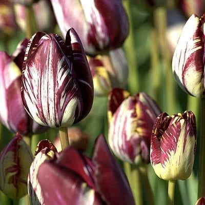 Tulipa 'Insulinde' introduced before 1915 transforms in colour and form from yellow and rose to purple-burgundy and white.