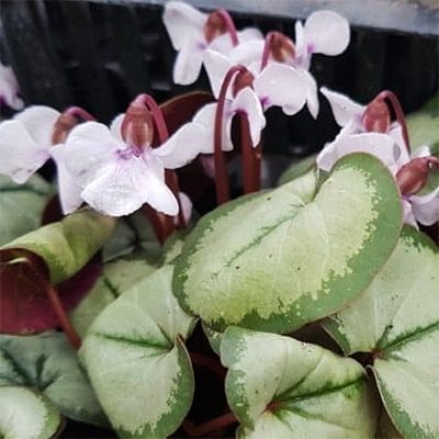 Cyclamen coum 'Maurice Dryden' has white flowers atop superlative leaves with green edges and red undersides.