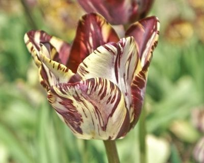 Tulipa 'Insulinde' was introduced some time before 1915.