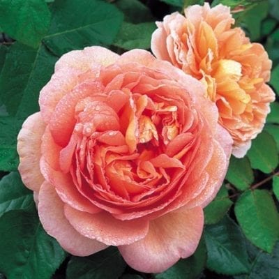 Rosa 'Abraham Darby'