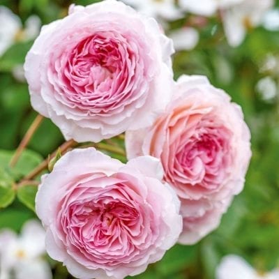 Order David Austin Roses!