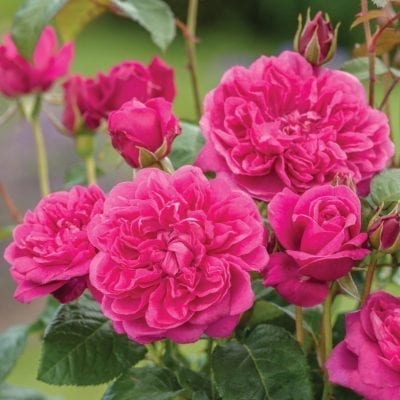 Order David Austin Roses!