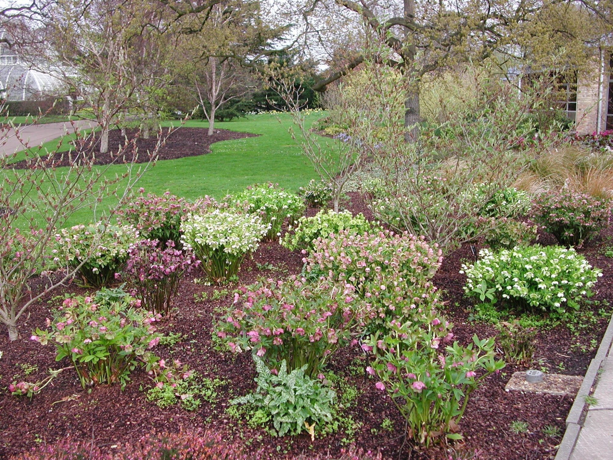Helleborus_x_hybridus-00810002