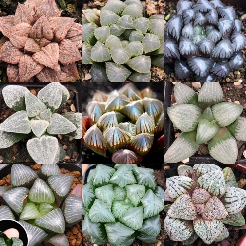 Haworthia Haworthia