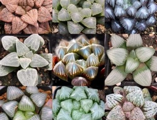 Haworthia: An amazing genus of southern African succulents