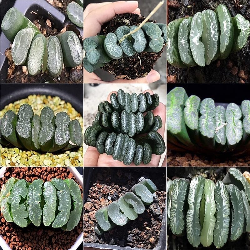 Haworthia truncata Haworthia truncata