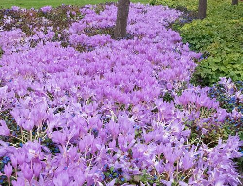 Colchicum: The Autumn Crocus