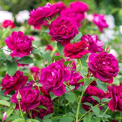 Darcey Bussell - Phoenix Perennials