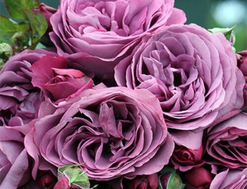 English Style Roses for Canadian Gardens (Other than David Austins!)
