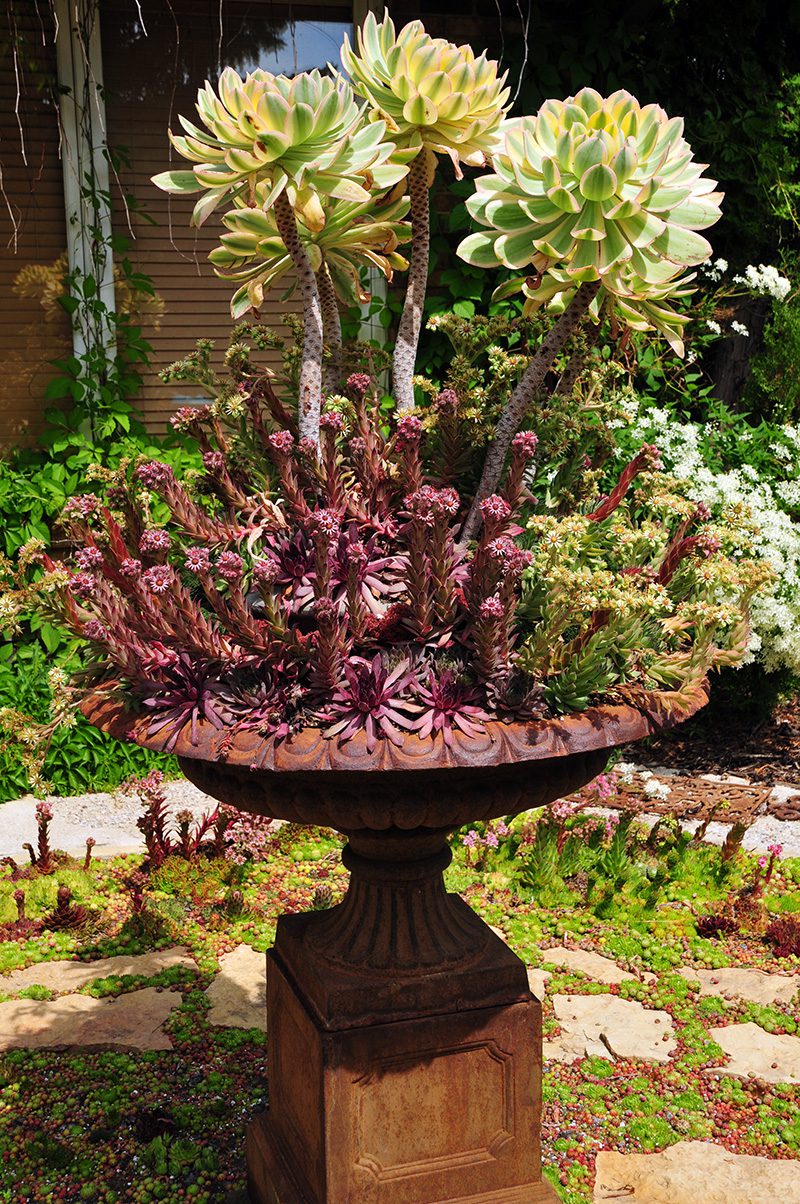 GJL_5742-sml Colchicum 'Waterlily'