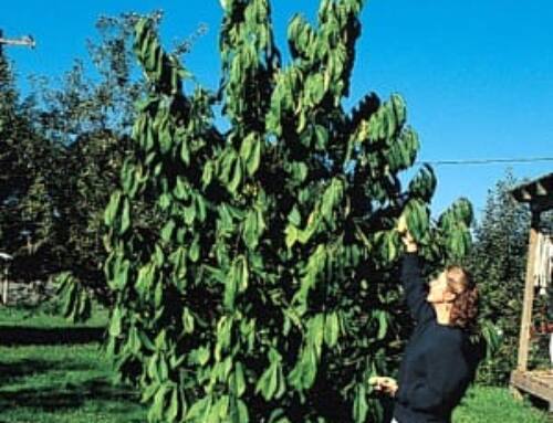 Discover and Grow Pawpaws : These hardy trees produce delicious fruit with tropical flavours