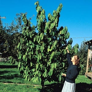 Paw-Paws-Trees - Phoenix Perennials