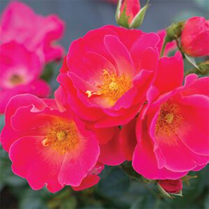 Rosa ‘Brick House Pink’ – Floribunda Rose Rosa Brick House Pink - Phoenix Perennials