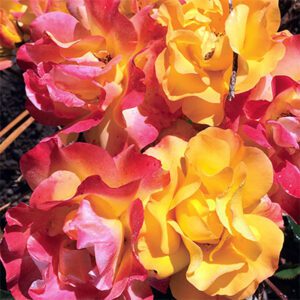 Rosa Kordes Veranda ‘Fiesta’ – Rose Rosa Kordes Veranda Fiesta - Phoenix Perennials