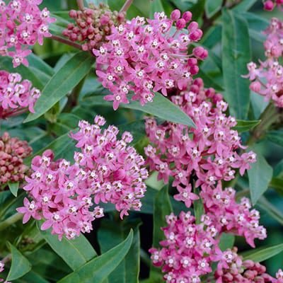 Asclepias incarnata Cinderella - Phoenix Perennials