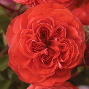 Rosa Kordes Veranda ‘Brilliant’ – Rose Rosa Kordes Veranda Brilliant - Phoenix Perennials