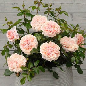 Rosa Kordes Veranda ‘Cream’ – Rose Rosa Kordes Veranda Cream - Phoenix Perennials