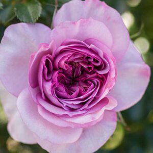 Rosa Kordes Veranda ‘Lavender’ – Rose Rosa Kordes Veranda Lavender - Phoenix Perennials