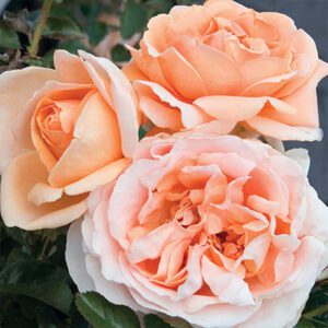 Rosa Meilland ‘Abbaye de Cluny’ – Rose Rosa Meilland Abbaye de Cluny - Phoenix Perennials