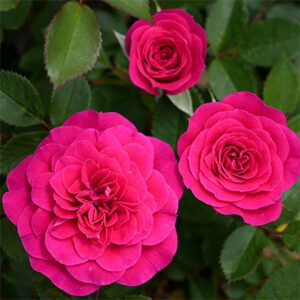 Rosa Meilland Sunblaze ‘Dragon Fruit’ – Miniature Rose Rosa Meilland Sunblaze Dragon Fruit - Phoenix Perennials