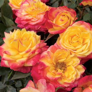 Rosa Meilland Sunblaze ‘Rainbow’ – Miniature Rose Rosa Meilland Sunblaze Rainbow - Phoenix Perennials