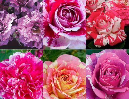 New Striped Roses
