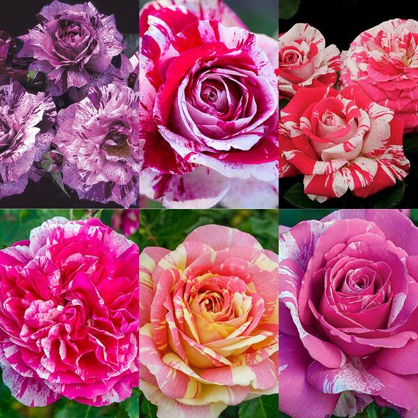 New Striped Roses Striped Roses