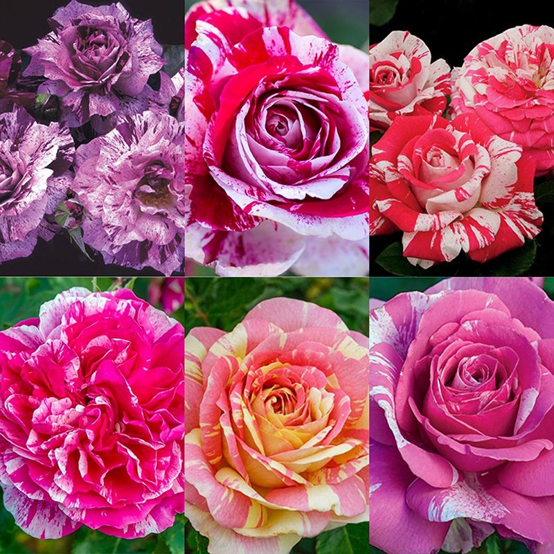 Striped Roses