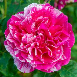 Rosa Meilland ‘Raspberry Cream Twirl’ – Climbing Rose Rosa-Meilland-Raspberry-Cream-Twirl