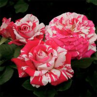 Rosa ‘Neil Diamond’ – Hybrid Tea Rose Rosa-Neil-Diamond-Hybrid-Tea-Rose