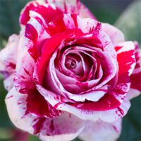 Rosa ‘Scentimental’ – Floribunda Rose Rosa-Scentimental-Floribunda-Rose